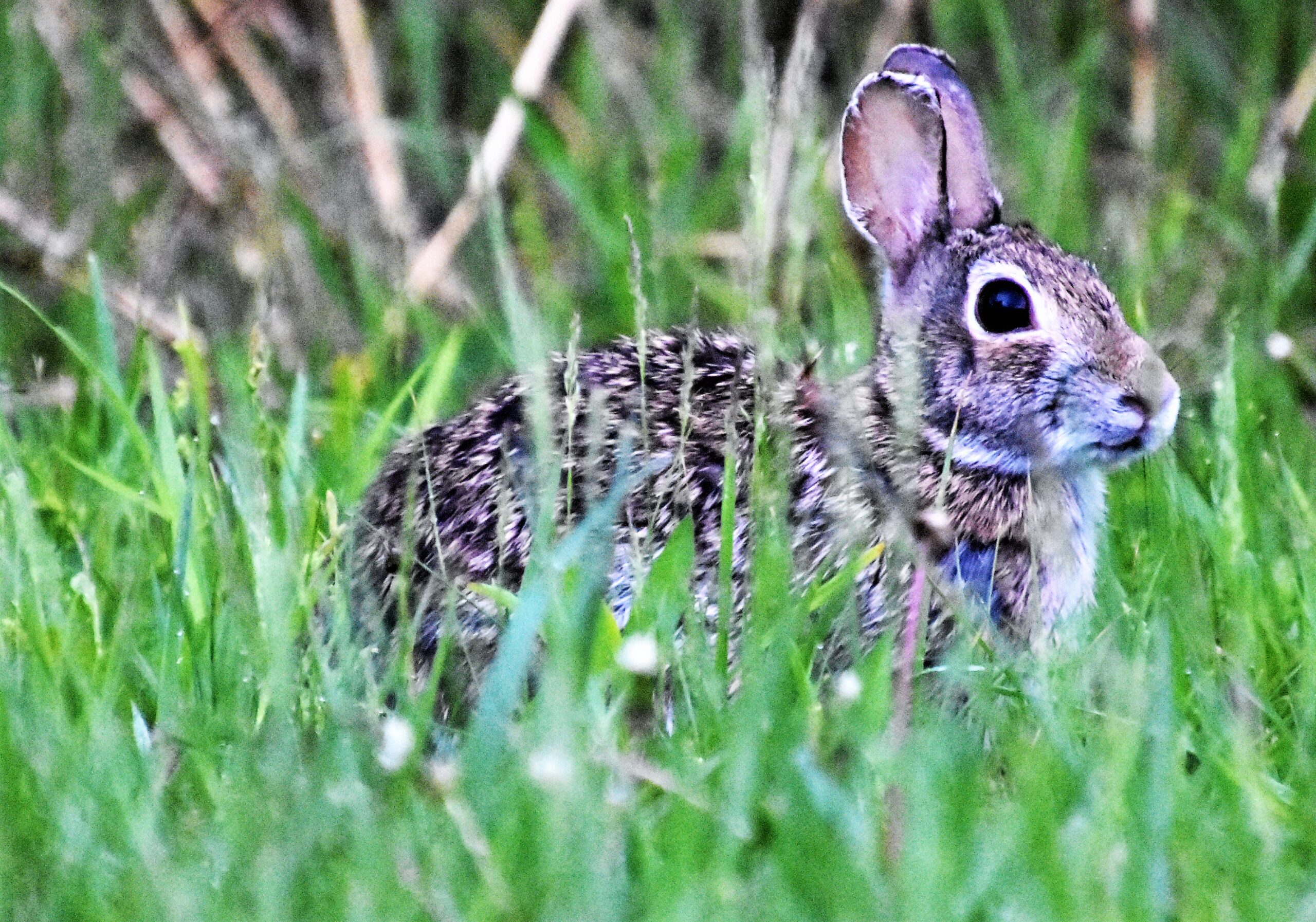 Learn about rabbits at Toddler Tales.