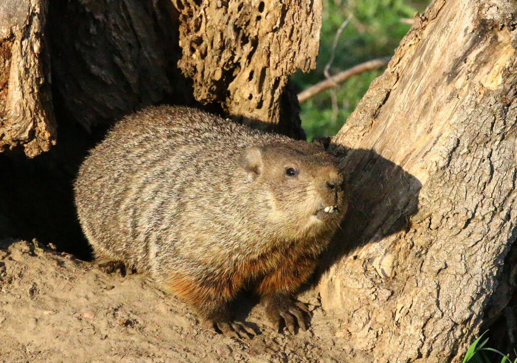 Groundhog sitting in the crook of a tree.