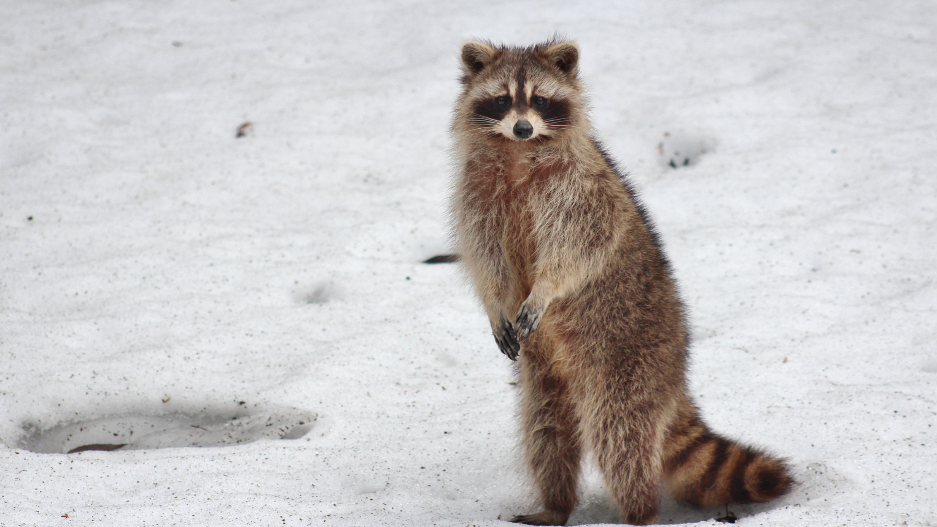 Raccoons are one of many mammals found in nature.