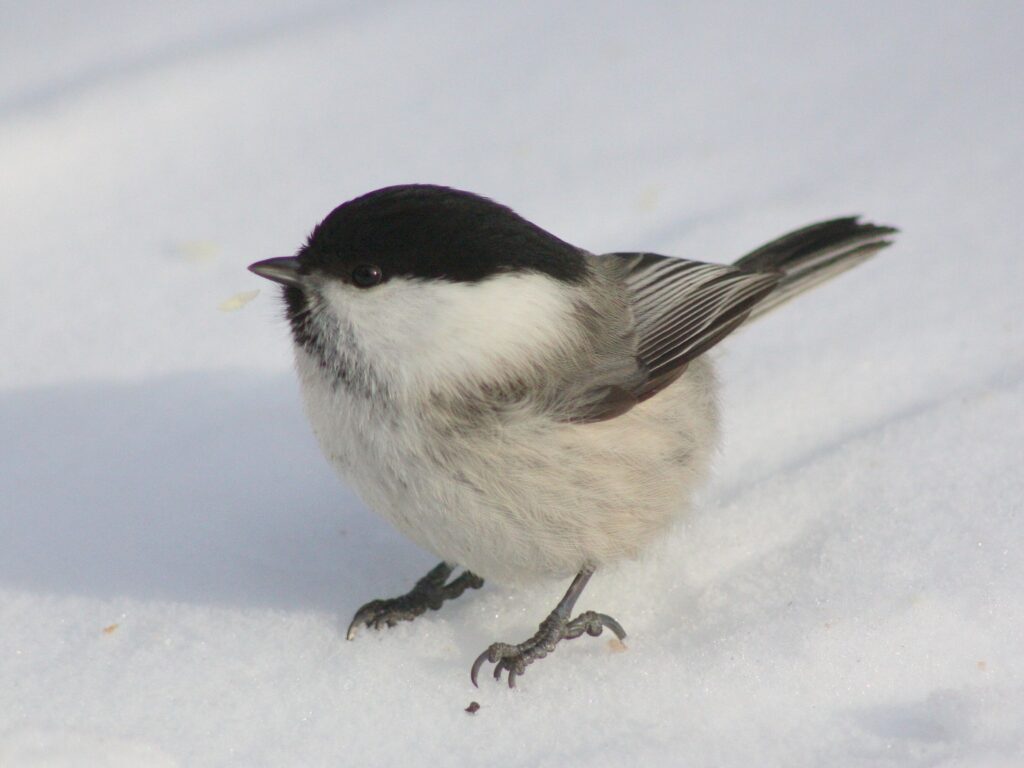 Winter bird.