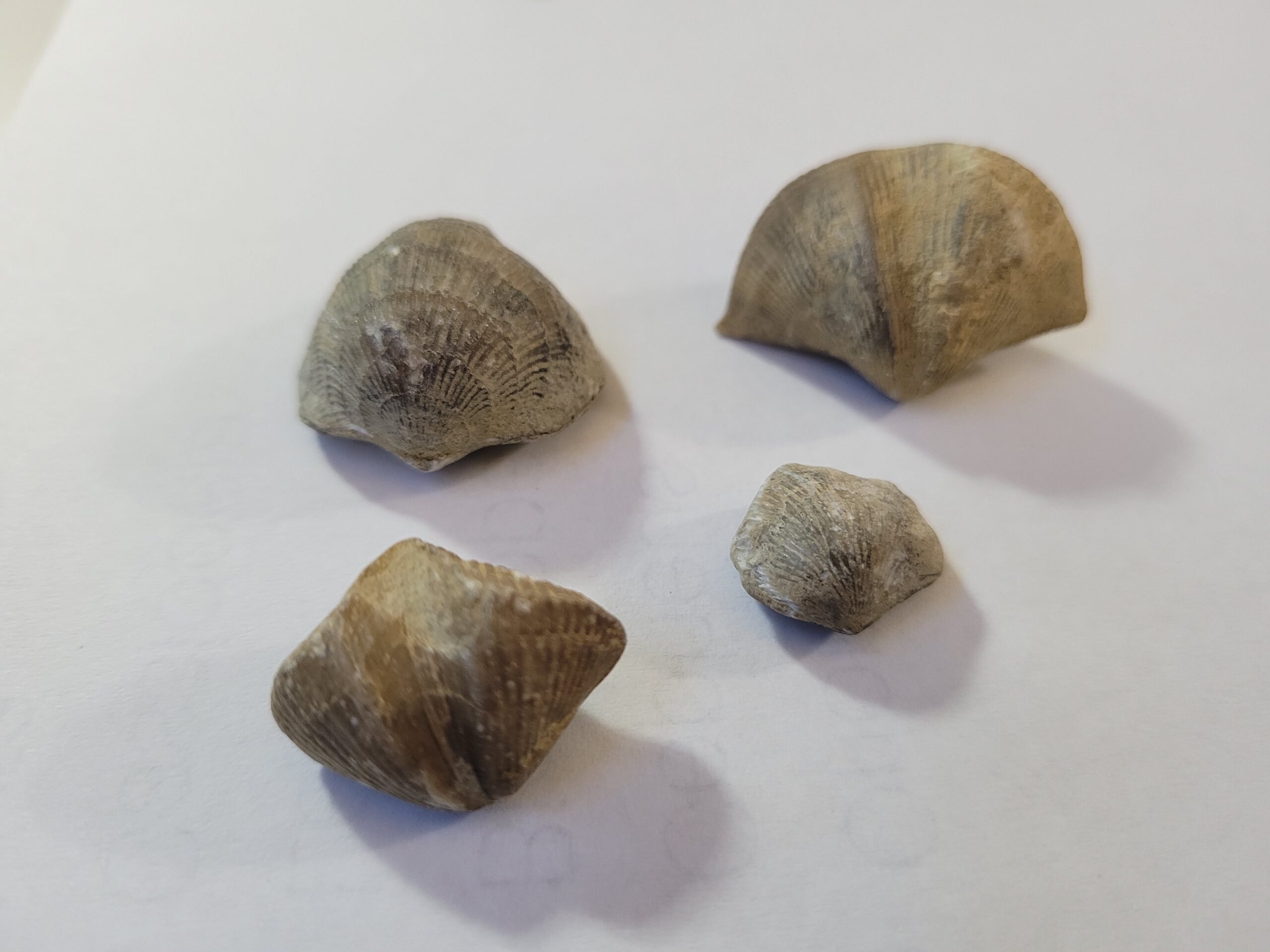 Image of four brachiopods on a white background