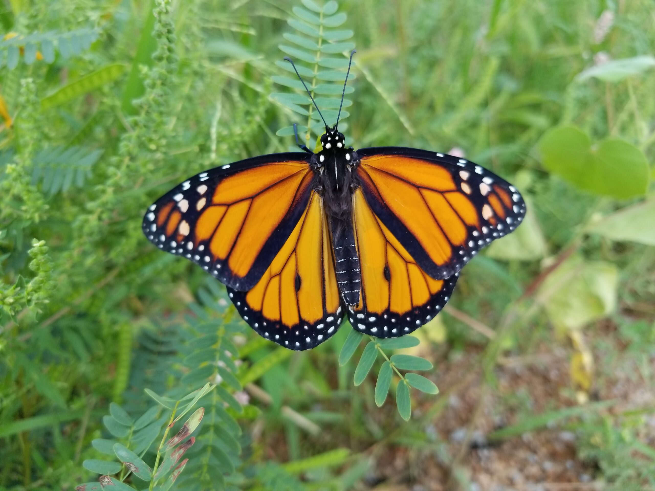 image of a male monarch butterfly on a green prairie flower